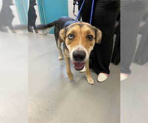 - Mix Dogs for adoption in Waco, TX, USA