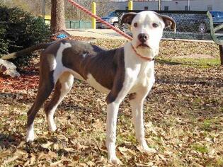Bullboxer Pit Dogs for adoption in Little Rock, AR, USA