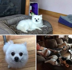 Pomeranian Dogs for adoption in Tenafly, NJ, USA