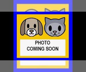 Mutt Dogs for adoption in San Antonio, TX, USA