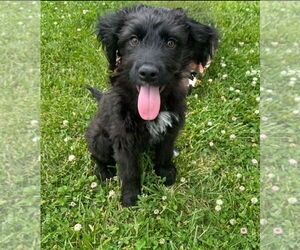 Mutt Dogs for adoption in Omaha, NE, USA
