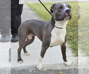 Medium Photo #1 American Staffordshire Terrier-Unknown Mix Puppy For Sale in San Antonio, TX, USA