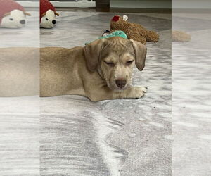 American Pit Bull Terrier-Miniature Schnauzer Mix Dogs for adoption in Oak Bluffs, MA, USA