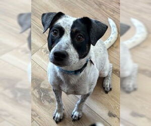 Mutt Dogs for adoption in Salt Lake City, UT, USA