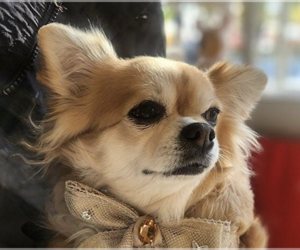 Chihuahua Dogs for adoption in San Ramon, CA, USA