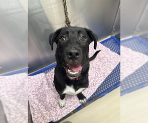 Labrador Retriever-Unknown Mix Dogs for adoption in Fairbanks, AK, USA