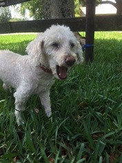 Poodle (Toy) Dogs for adoption in Davie, FL, USA