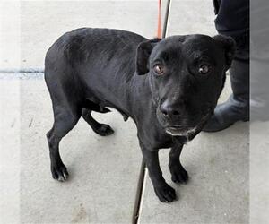 Mutt Dogs for adoption in Bakersfield, CA, USA