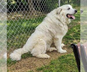 Great Pyrenees Dogs for adoption in Martinsburg, WV, USA