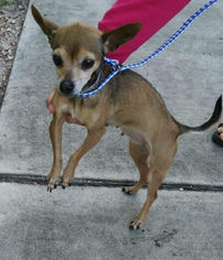 Chihuahua-Unknown Mix Dogs for adoption in Maquoketa, IA, USA