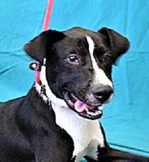 Borador Dogs for adoption in Point Pleasant, PA, USA