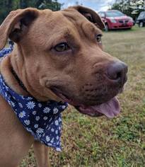 American Pit Bull Terrier Dogs for adoption in Williston, VT, USA
