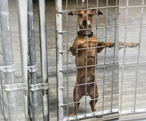 Chiweenie Dogs for adoption in Stover, MO, USA