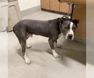 American Pit Bull Terrier-Unknown Mix Dogs for adoption in Modesto, CA, USA