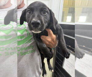 Great Pyrenees-Rottweiler Mix Dogs for adoption in Osgood, IN, USA