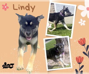 Mutt Dogs for adoption in Lindsay, CA, USA