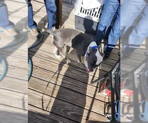 American Staffordshire Terrier-Unknown Mix Dogs for adoption in San Antonio, TX, USA