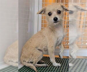 Toy Fox Terrier-Unknown Mix Dogs for adoption in San Bernardino, CA, USA
