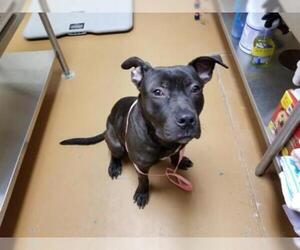 American Staffordshire Terrier Dogs for adoption in Gainesville, FL, USA