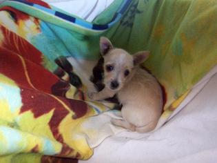Medium Photo #1 Chihuahua-Unknown Mix Puppy For Sale in Lake Forest, CA, USA