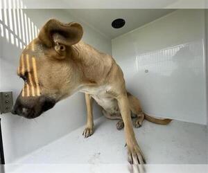 German Shepherd Dog-Unknown Mix Dogs for adoption in Houston, TX, USA