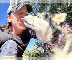 Siberian Husky Dogs for adoption in  Ramona, CA, USA
