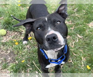 American Pit Bull Terrier-Unknown Mix Dogs for adoption in Millersville, MD, USA