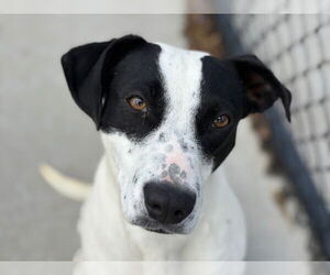 American Pit Bull Terrier Dogs for adoption in Tulsa, OK, USA