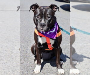 American Pit Bull Terrier Dogs for adoption in Alexandria, VA, USA