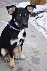 Euro Mountain Sheparnese Dogs for adoption in Gretna, NE, USA