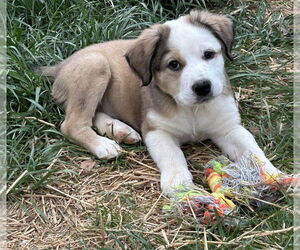 Great Pyrenees-Unknown Mix Dogs for adoption in Mooresville, NC, USA