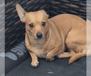 Chihuahua-Unknown Mix Dogs for adoption in Carrollton, TX, USA