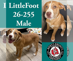 Labrador Retriever-Unknown Mix Dogs for adoption in Georgetown, KY, USA