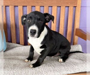 Labrador Retriever-Unknown Mix Dogs for adoption in Genesee, WI, USA