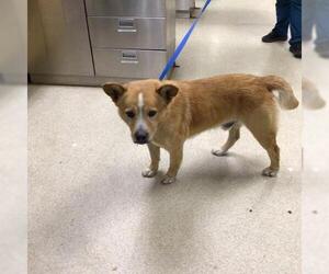 Mutt Dogs for adoption in Riverside, CA, USA