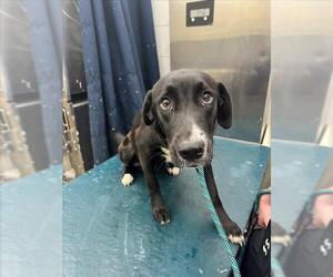 Labrador Retriever-Unknown Mix Dogs for adoption in Mobile, AL, USA