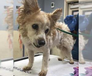 Chi-Poo (Miniature) Dogs for adoption in Riverside, CA, USA