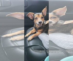 Miniature Pinscher-Unknown Mix Dogs for adoption in Tampa, FL, USA