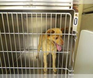 Pomeranian-Unknown Mix Dogs for adoption in Pikeville, KY, USA