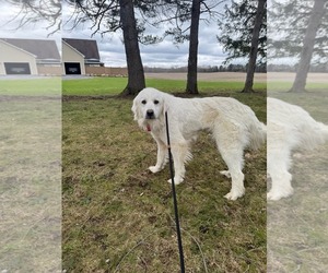 Great Pyrenees Dogs for adoption in Croydon, NH, USA