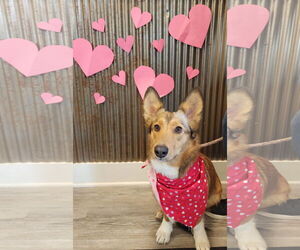 Australian Shepherd-Unknown Mix Dogs for adoption in Emmett, ID, USA