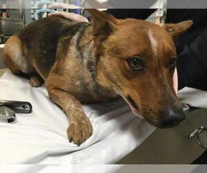 Mutt Dogs for adoption in Riverside, CA, USA