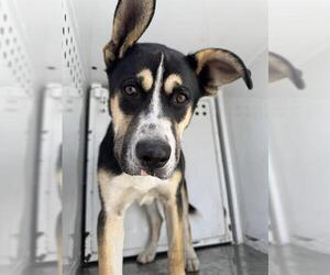 German Shepherd Dog-Unknown Mix Dogs for adoption in Stockton, CA, USA
