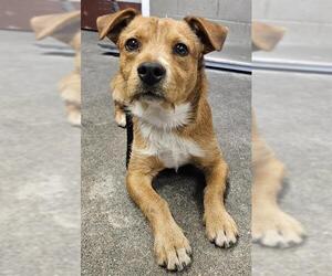 Mutt Dogs for adoption in Downey, CA, USA