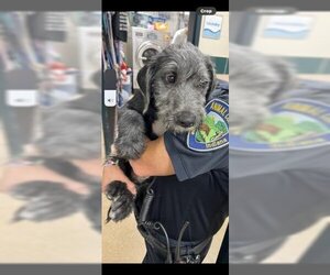 Schnoodle (Giant) Dogs for adoption in Fort Wayne, IN, USA