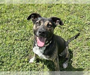 Labrador Retriever-Unknown Mix Dogs for adoption in Ocala, FL, USA