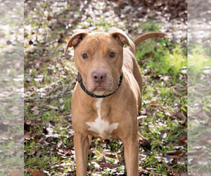 Bullboxer Pit Dogs for adoption in Winston Salem, NC, USA
