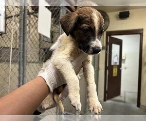 Border Collie-Unknown Mix Dogs for adoption in Ocala, FL, USA