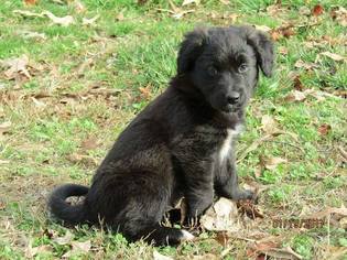 Medium Photo #1 Labrador Retriever-Unknown Mix Puppy For Sale in Greenville, SC, USA