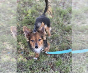 Mutt Dogs for adoption in Polson, MT, USA